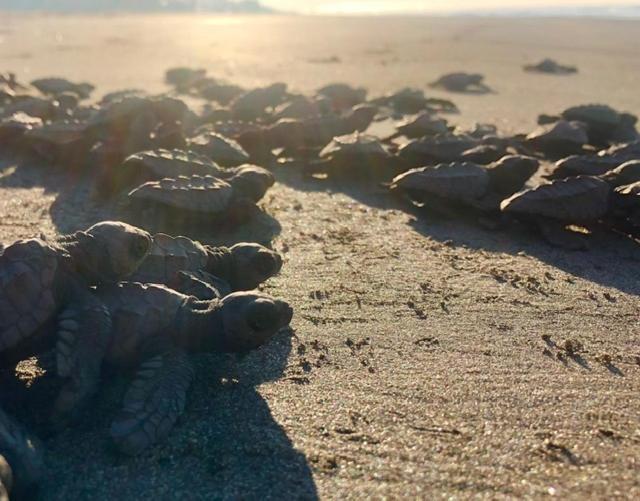 Redwood Beach Resort Mechapa Dış mekan fotoğraf